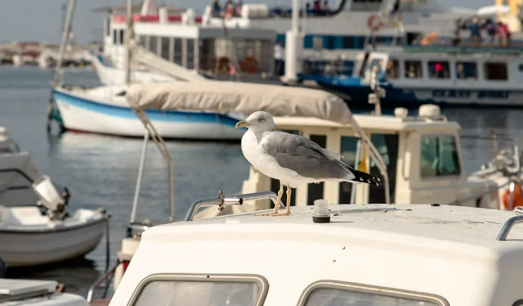 Secret to Keeping Seagulls Off Your Boat, Canopy, & Covers